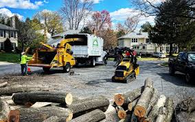 How Our Tree Care Process Works  in  Dumbarton, VA