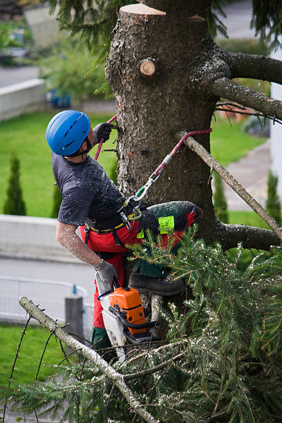 Trusted Dumbarton, VA Tree Removal Experts