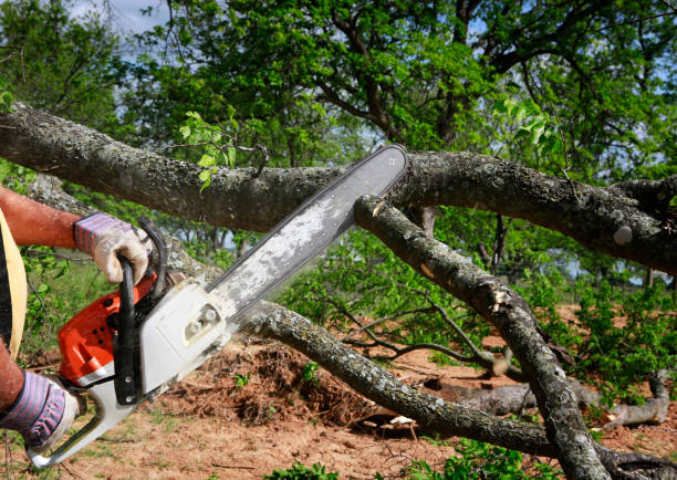 Best Commercial Tree Services  in Dumbarton, VA